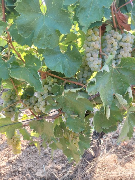 Vând struguri de vin