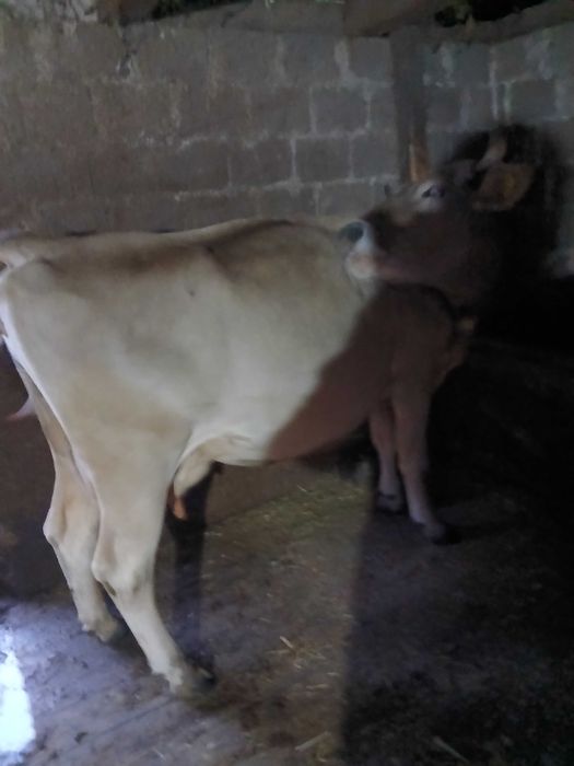 Vacă de vânzare 7500lei