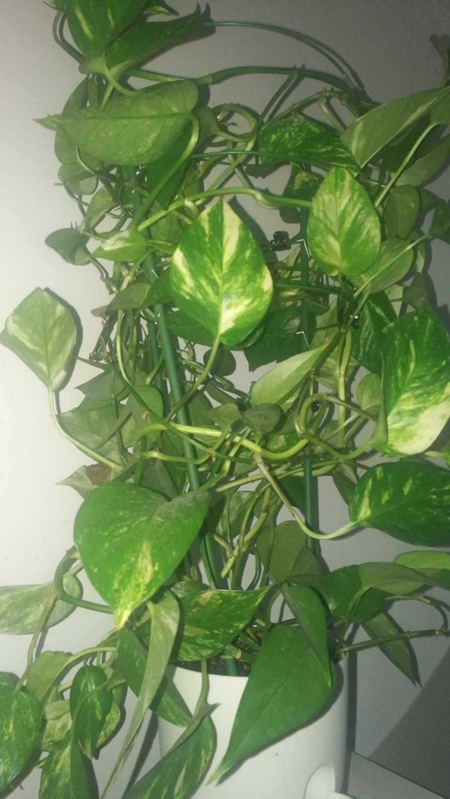 Epipremnum aureum  in ghiveci cu autoudare