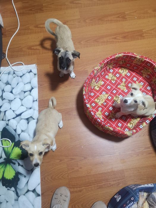 Donez catelusi  forte bine ingrijiti