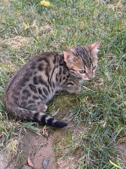 Продам бенгальских котят с красивым леопардовым окрасом