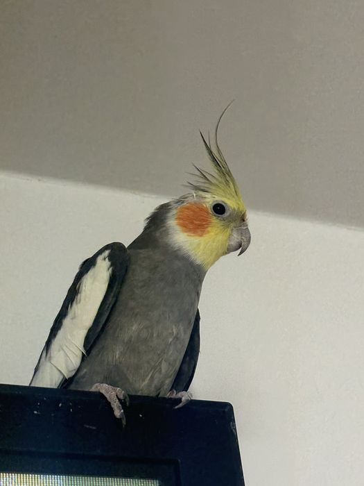 Vand Papagal Nimfa + colivie mare