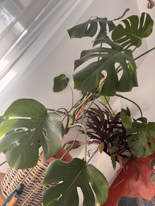 Monstera deliciosa