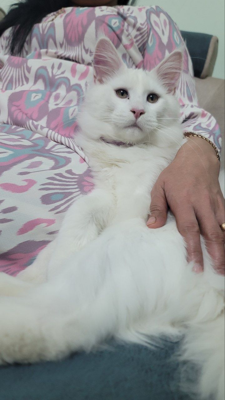 Чистокровный кот мейн-кун  на вязку