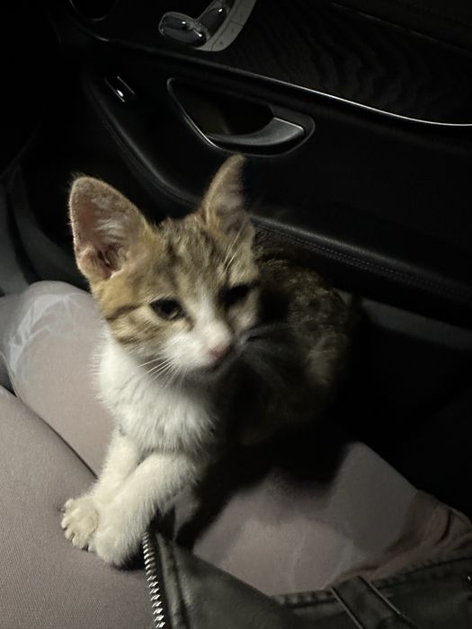 donez pisicuta mures