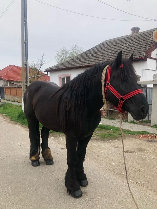 Vând Armăsar în vârstă de 4 ani