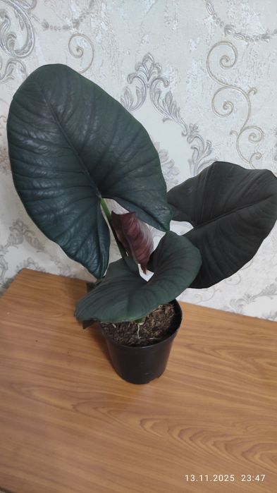 Комнатные растения Алматы