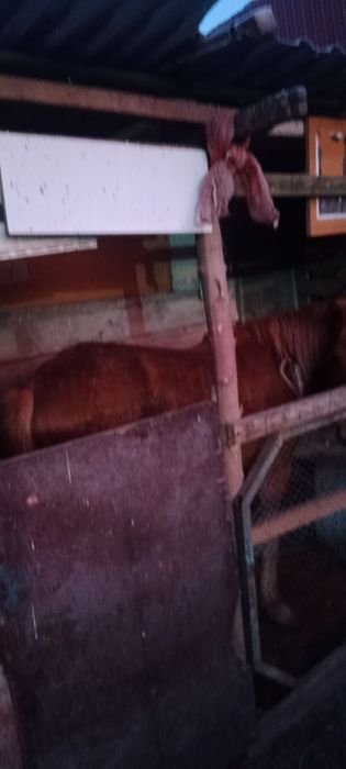 Продам Байтал обменяю на корову или баранов