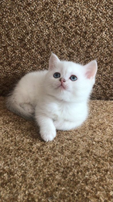 Белые карапузики