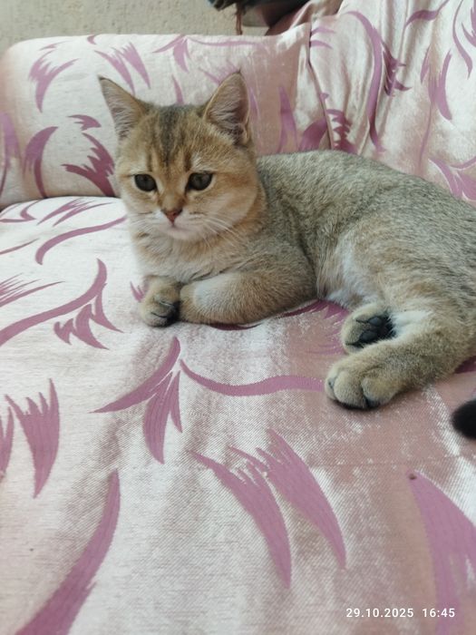 Срочно продается шотландский котенок золотая шиншилла