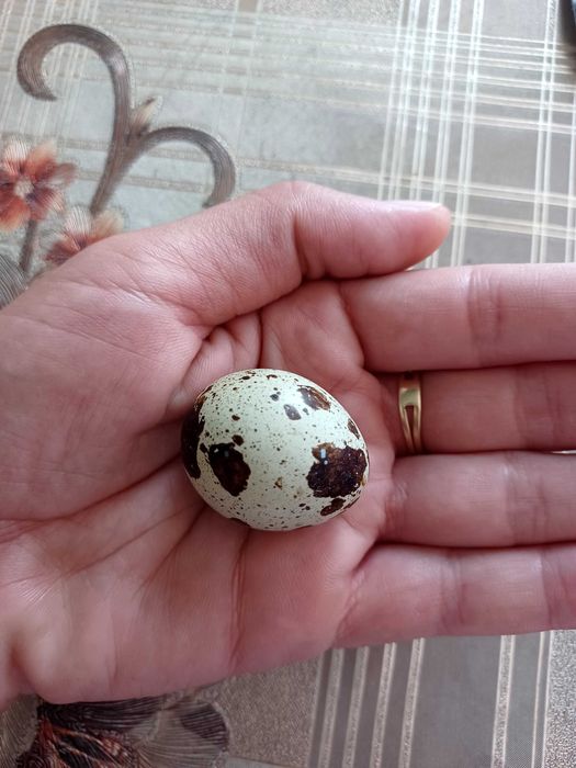 Ouă de prepeliță