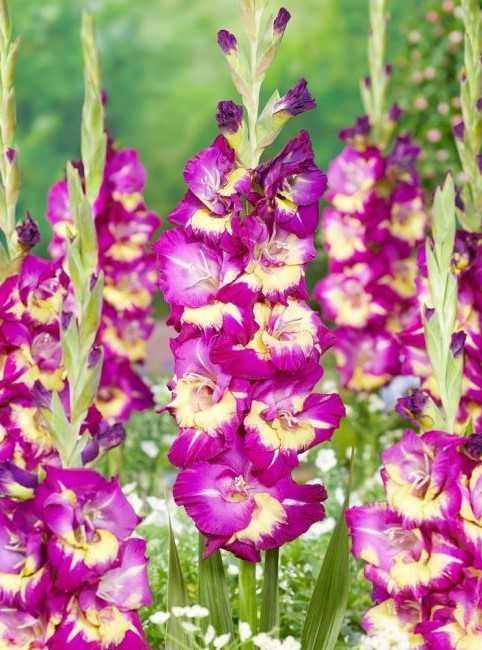 Gladiole bulbi mari  lichidare 50 buc / 40 lei 80 bani/buc