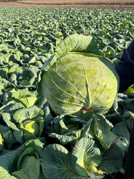 Varza pentru murat (cataleya)