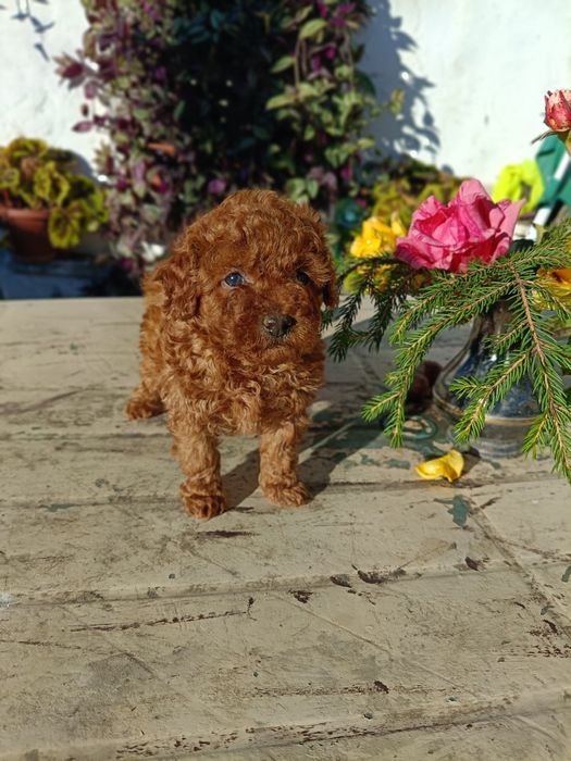 Той пудел(червен)