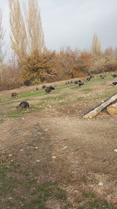 Продам индюки...