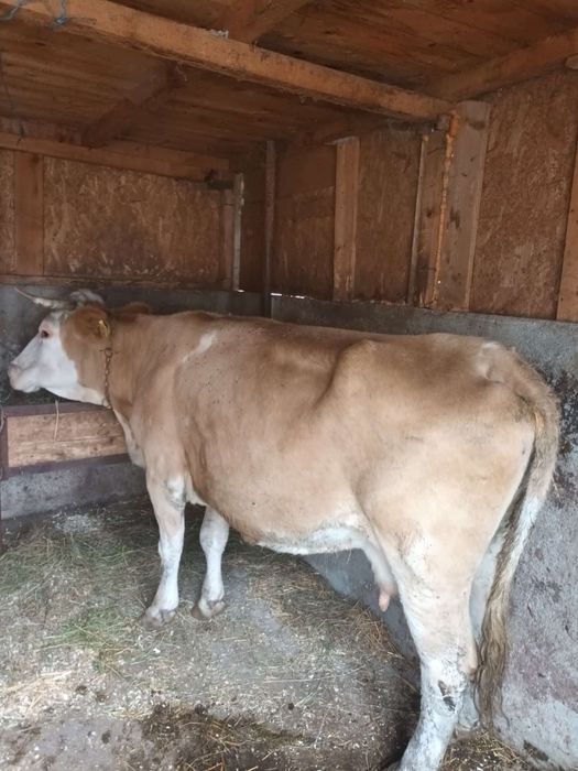 Vaca Rasa Baltata Romaneasca