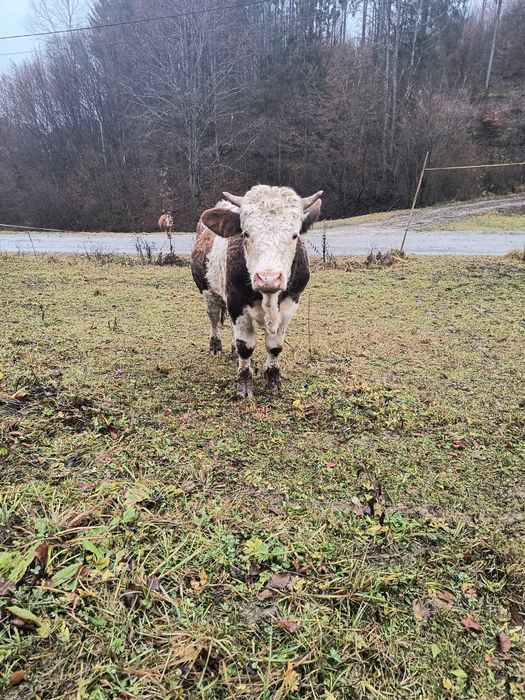 Vând taur bălțat!