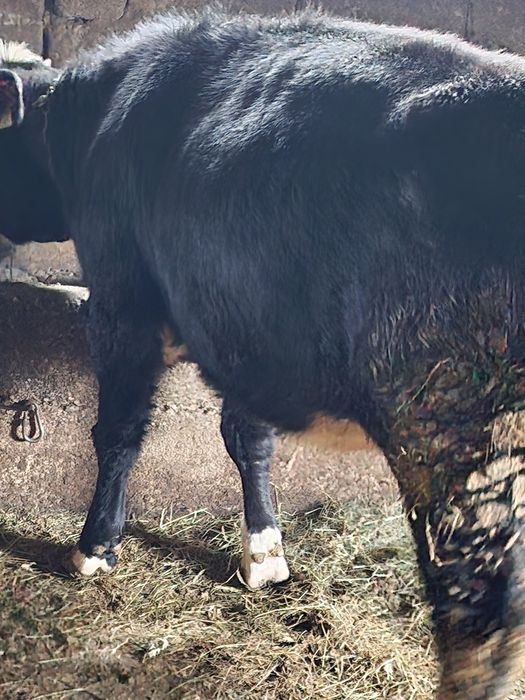 Vand 2 tauri si o vitea