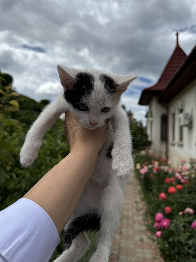 Pisicuti spre adoptie: isi cauta o noua casa 5 suflete frumoase!