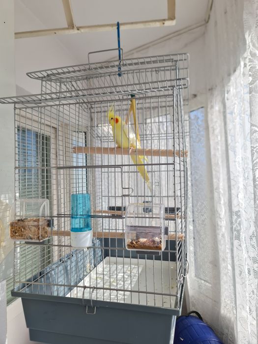 Ninfa cu tot cu Colivie