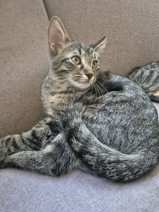 Подаряват се котета!