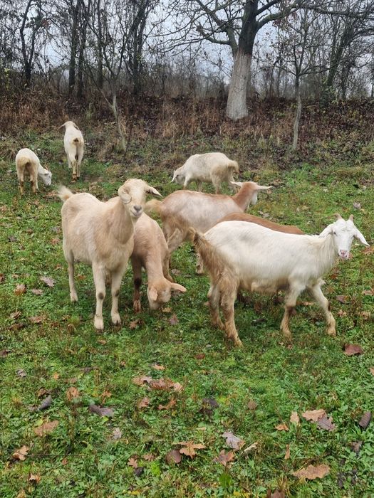 Capre de vanzare [ Romanesti si Alpin Francez ]