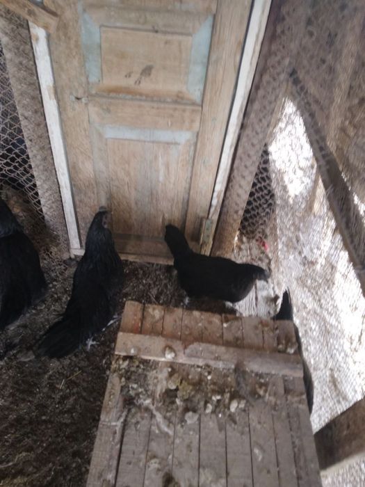 Mokiyon tovuq sotiladi