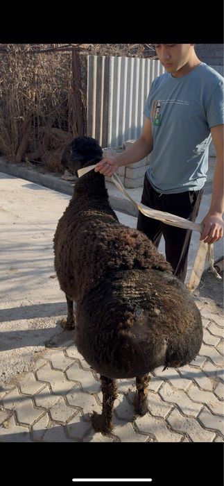 Qoy bor qassob hizmati