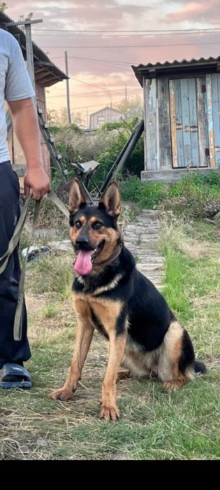 Продам немецкую овчарку