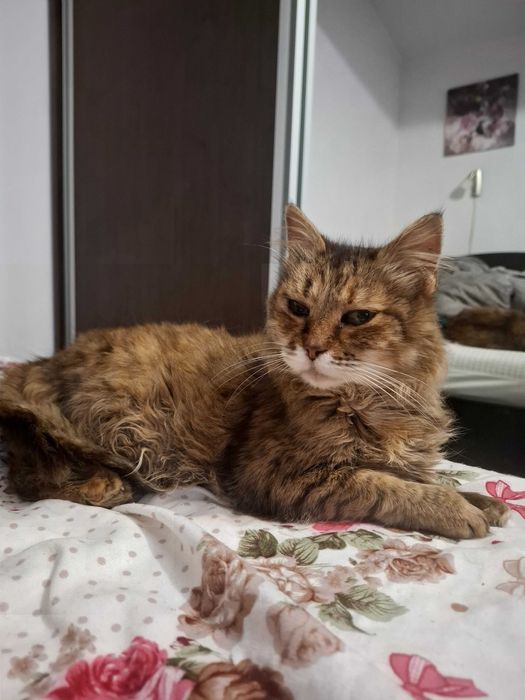 Pisică cu contract de adoptie