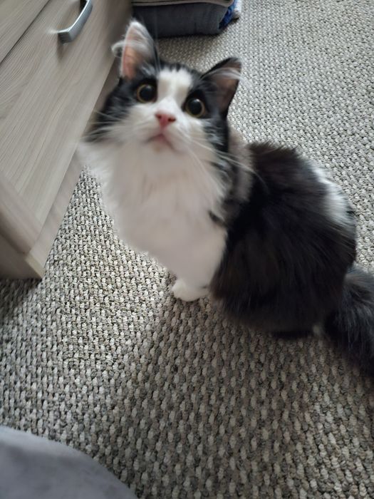 Буся в добрые ручки.