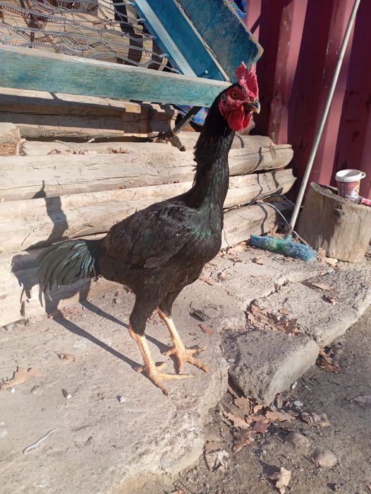 Дакан ннннннннннннннннннннн