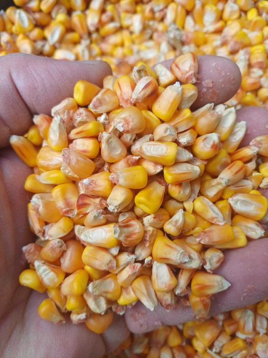 Vand porumb boabe si grau din 2025