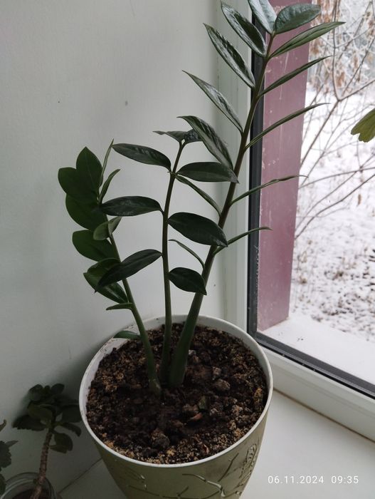 Продам долларовое дерево молодое