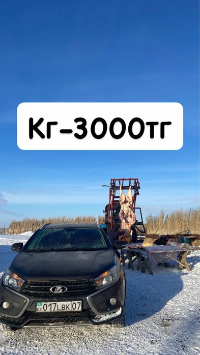 Соғым қашар сиыр кг-3000