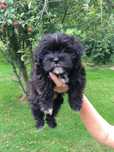 Bichon havanez 600 lei