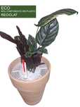 Planta deco ( calathea ornata )  în ghivecii ECO hidroponic, autoudare