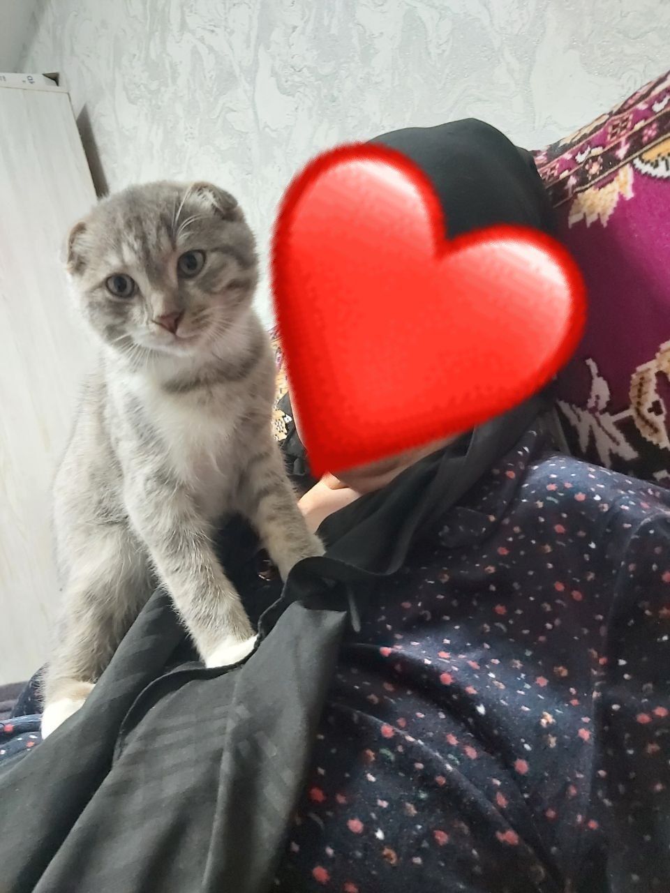 Продаю кота | Мушук сотилади