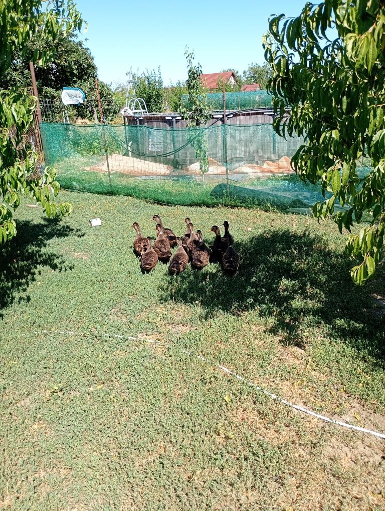 Vand Rațe sălbatice