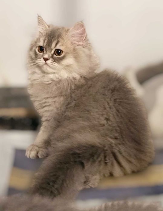 Pisica british longhair blue tabby
