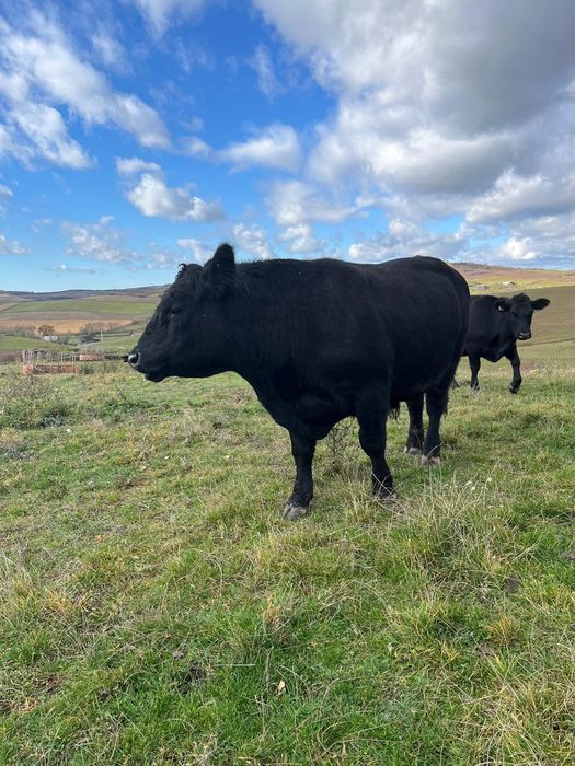 Angus taur cu acte in regula 5 ani