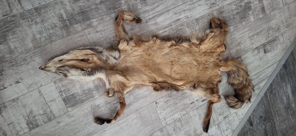 Лисича Кожа 130см