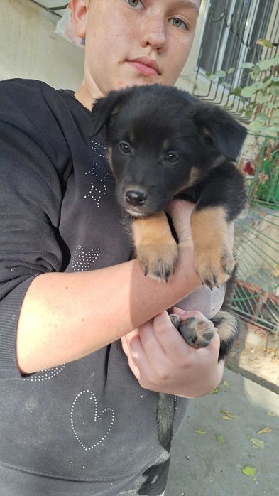 Щенки предположительно 2 месяца