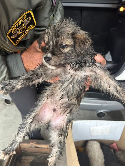 Donez cățeluși care au fost abandonați de stăpâni la marginea pădurii