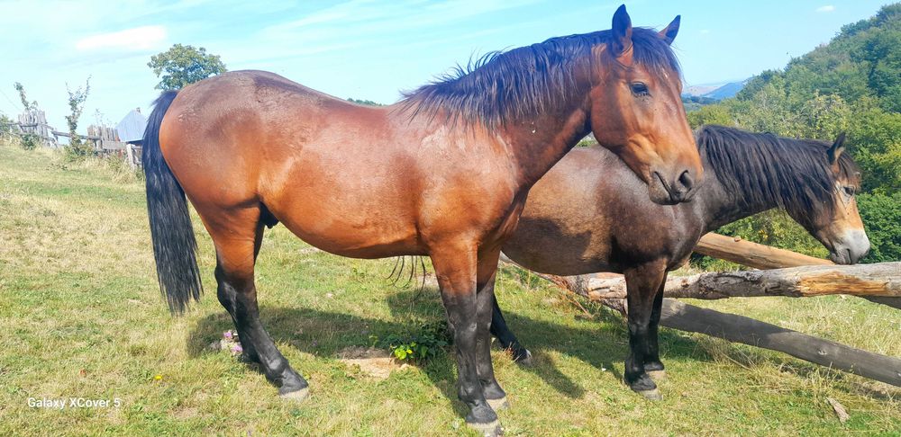 Vnd harmăsar 1500 de euro