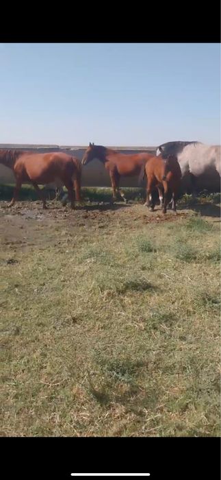 Сотилади отлар К,ора байр зод