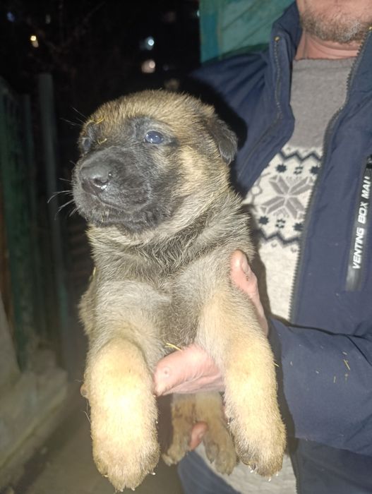 Щенки восточно европейской овчарки + сенбернара.