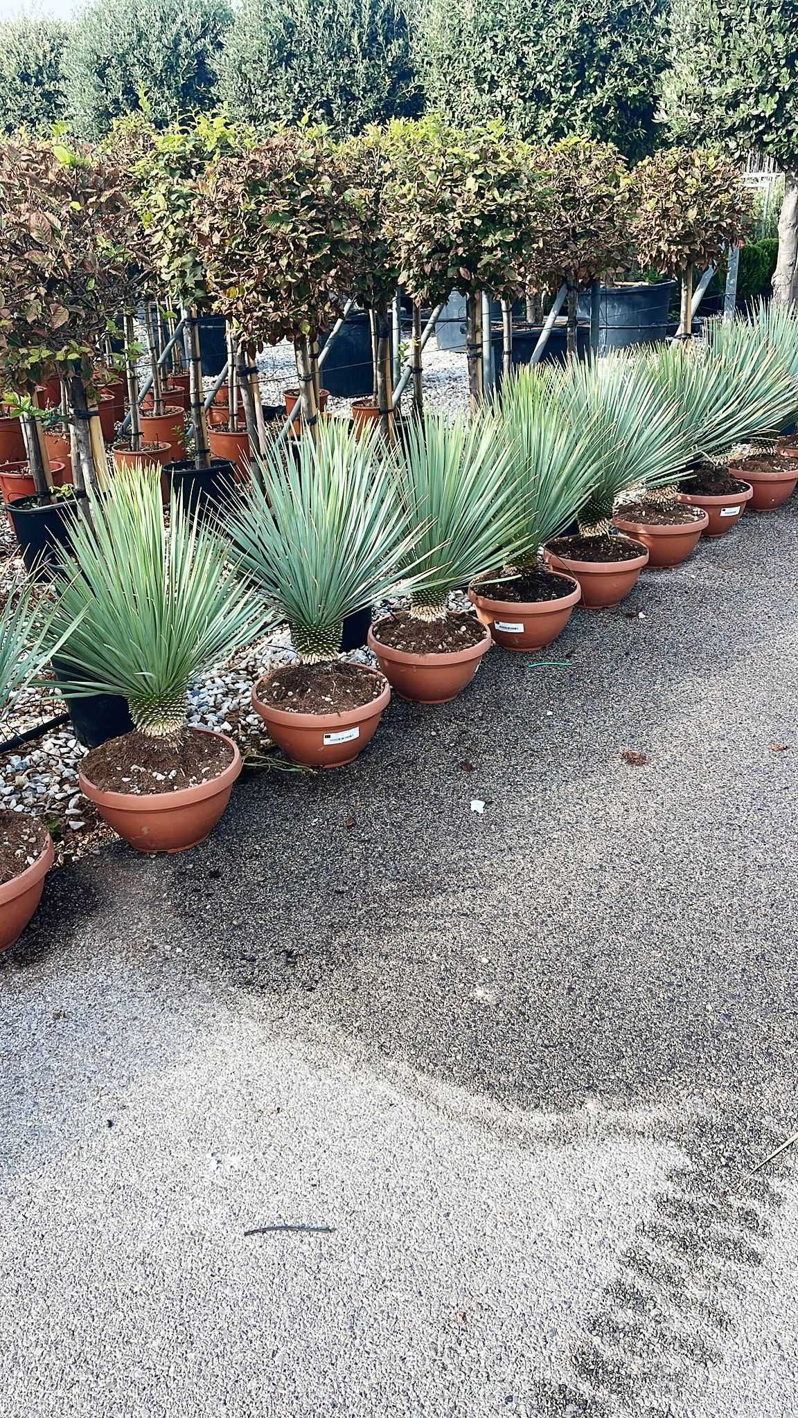 Leylandi , Yucca , Leylandii Gold Rider , Plante Ornamentale