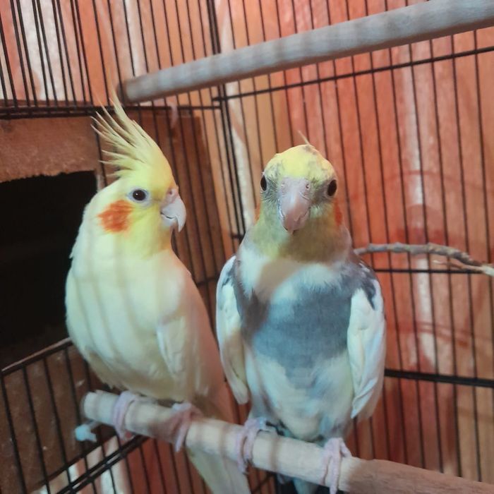 продажа корелл в хороший дом