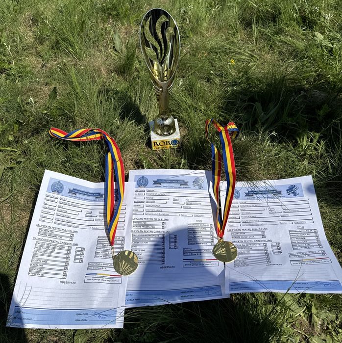 Vând Femelă Ciobănesc Mioritic cu pedigree